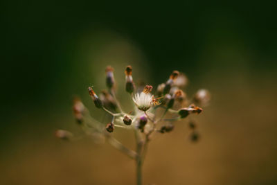 Close-up of flowering plant