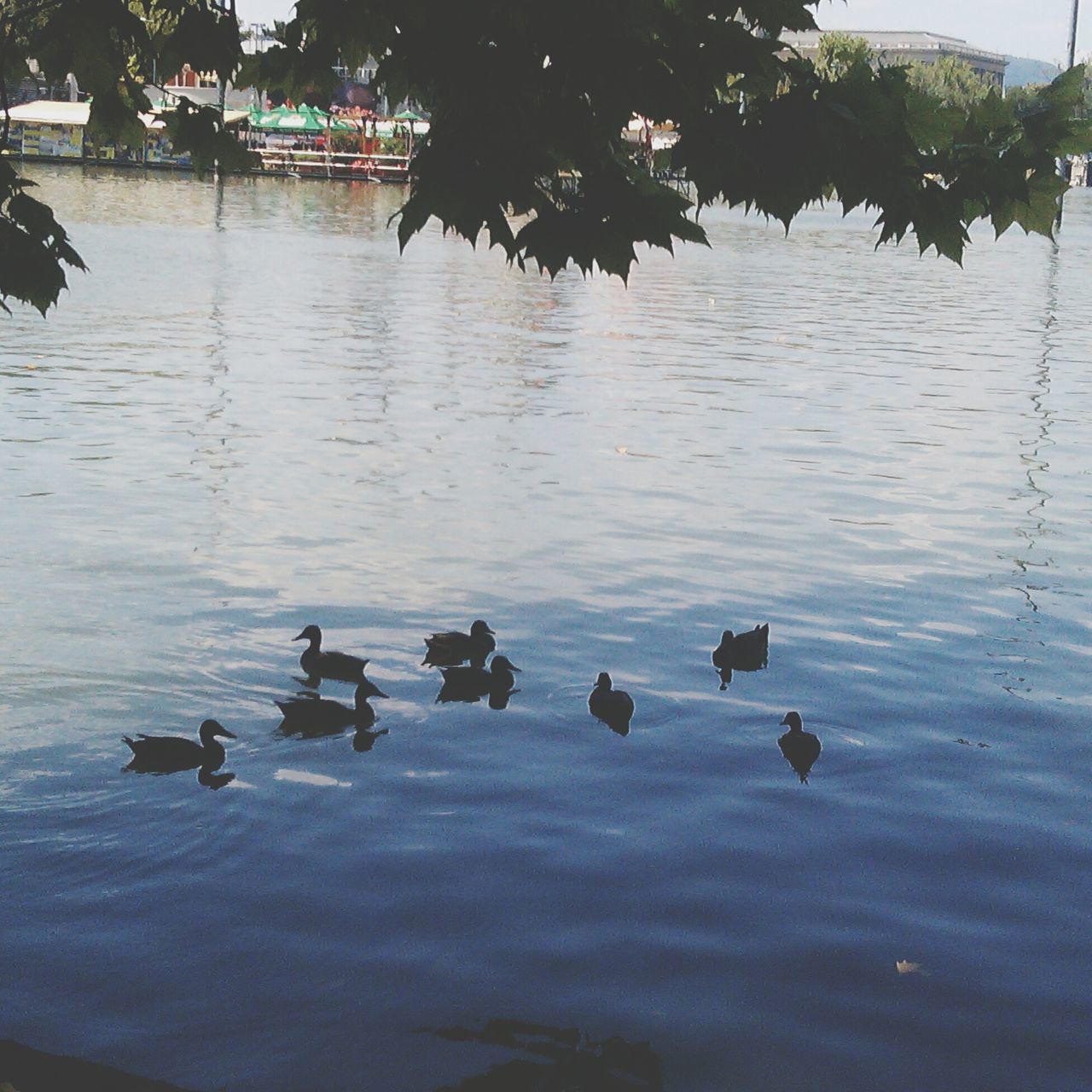 bird, animal themes, animals in the wild, water, wildlife, duck, reflection, lake, swimming, flock of birds, water bird, waterfront, medium group of animals, togetherness, nature, high angle view, mallard duck, outdoors, pond