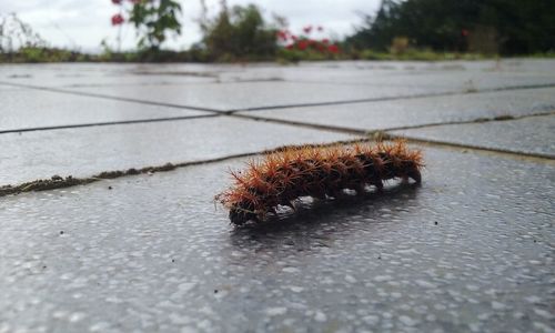 Close-up of insect