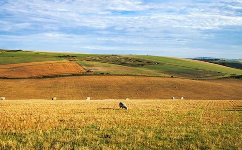 Scenic view of grassy field against sky