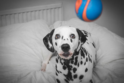 Close-up portrait of dog