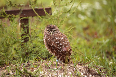 Adult burrowing owl athene cunicularia perched outside its burrow on marco island, florida