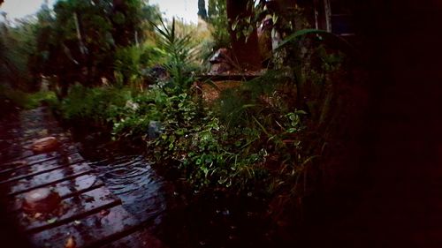 Close-up of wet tree against sky
