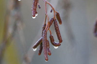 Close-up of snow on plant