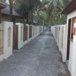 Narrow walkway along trees