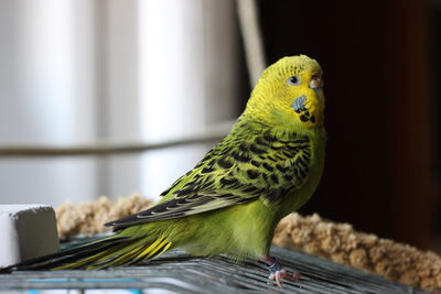 Close-up of parrot perching