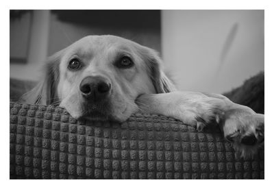 Portrait of dog relaxing on floor