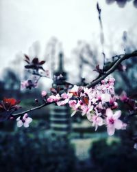 Close-up of pink cherry blossoms