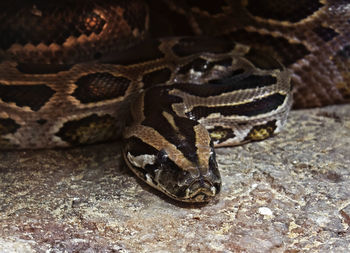 Close-up of snake