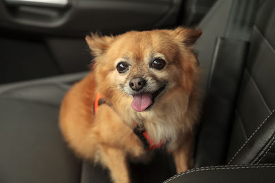 Portrait of dog sitting in car