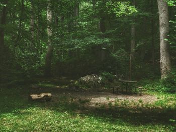 Trees in forest