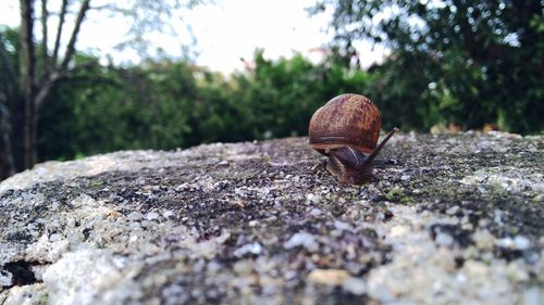 Close-up of snail on tree