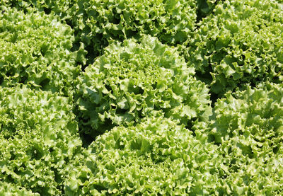 Full frame shot of fresh green plants