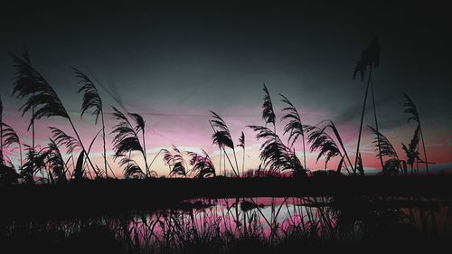 Palm trees at sunset