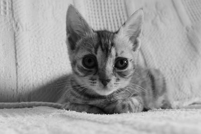 Portrait of kitten relaxing on rug