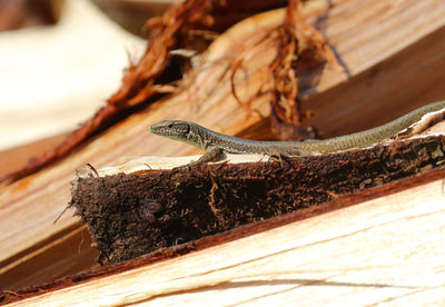 Close-up of lizard on wood