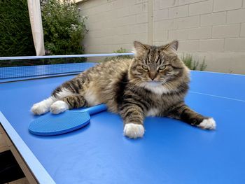 Portrait of cat lying on wall