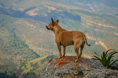 Giraffe standing on mountain in forest