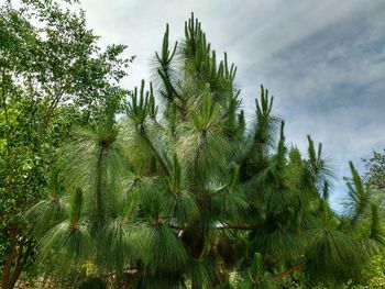 Low angle view of coconut palm tree