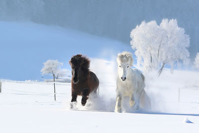 Horses running on snow field against sky during winter