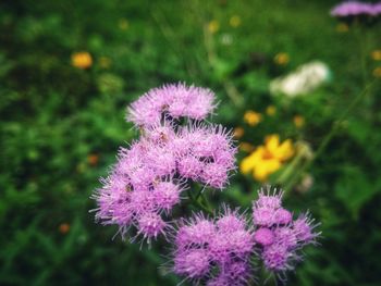 Close-up of pink flowers blooming outdoors