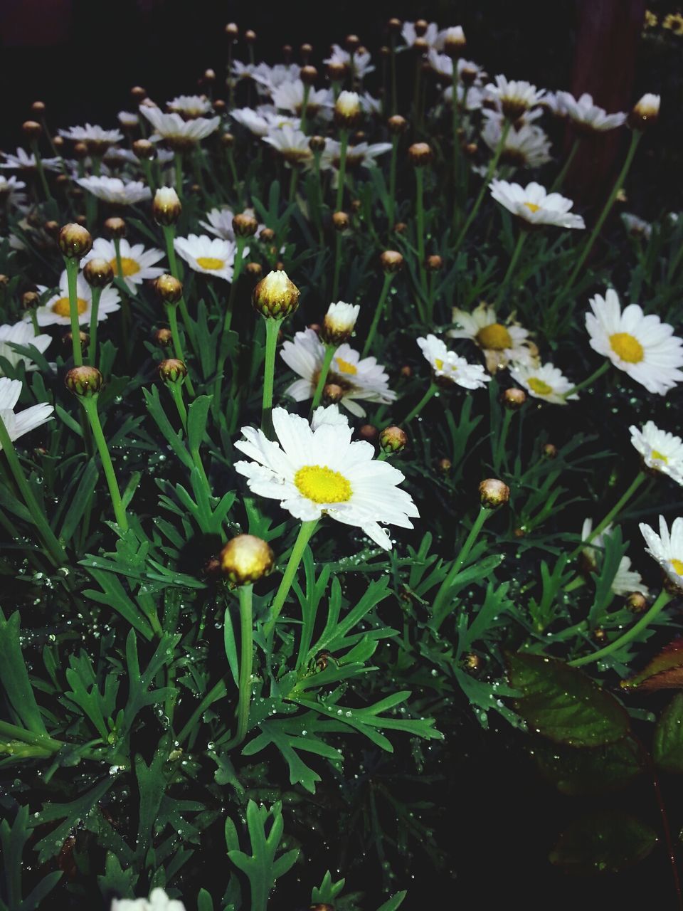 flower, freshness, fragility, petal, growth, white color, flower head, beauty in nature, blooming, daisy, plant, nature, field, stem, in bloom, leaf, high angle view, green color, yellow, close-up