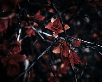 Close-up of maple leaves on branch