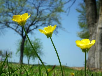 Close-up of yellow flower blooming in field