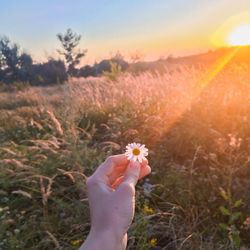 Midsection of person holding flowering plant on field against sky during sunset