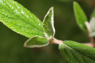 Close-up of green leaf on plant