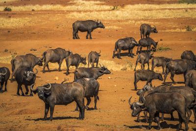 Horses on ground