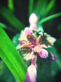 Close-up of purple flowers