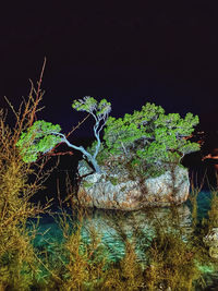 Low angle view of trees against sky at night