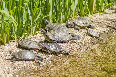 Turtle in a lake