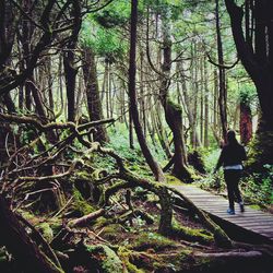 Trees in forest