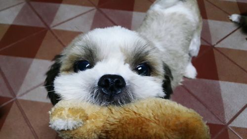 Portrait of dog at home