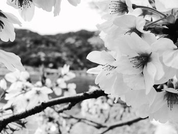 Low angle view of flowers blooming against sky