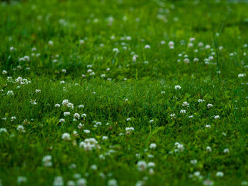 Full frame shot of flowering plants on field