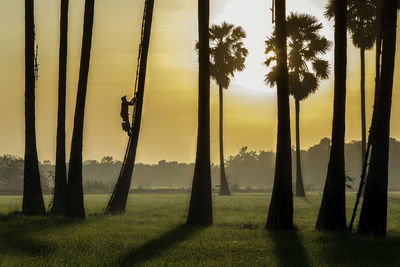 Trees on field against sky during sunset