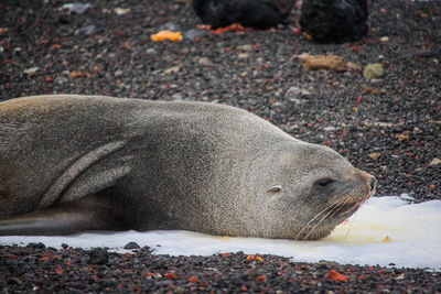 Close-up of animal resting on land