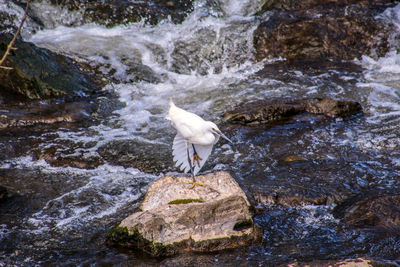 View of bird on rock in river 