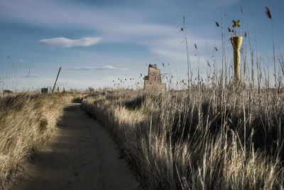 Plants growing on field against sky