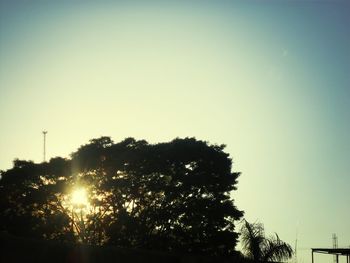 Low angle view of trees against clear sky