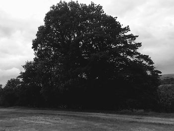 Tree on field against sky