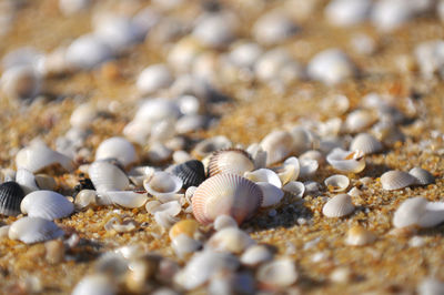 Close-up of seashells at shore