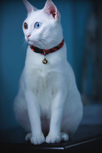 Close-up of a siamese cat looking away