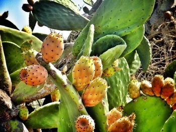 Close-up of plant