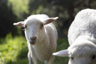 Close-up of sheep on field