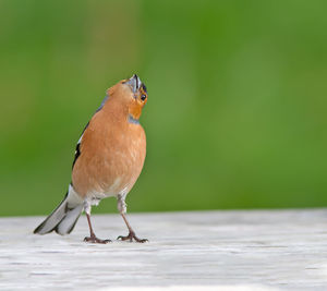 Close-up of a bird on wall