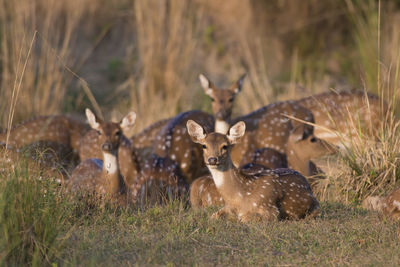 Deer sitting on land